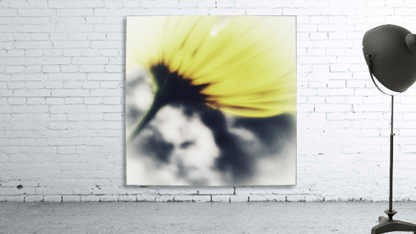 Doronicum orientale Wall Preview