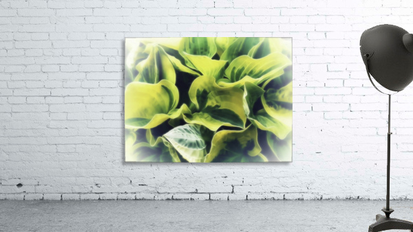 Hosta Wall Preview