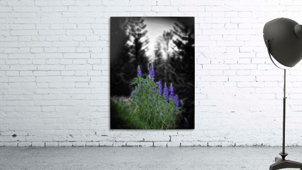 Lupinus nootkatensis Wall Preview