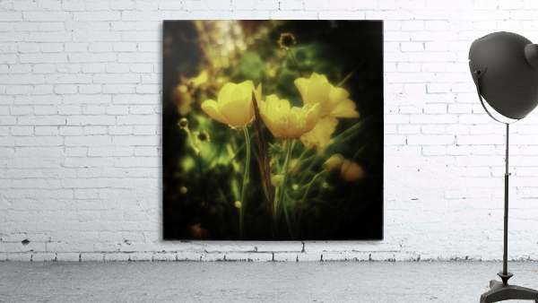 Ranunculus acris Wall Preview