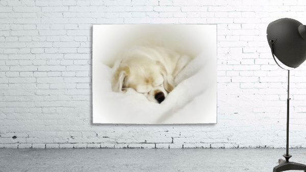Bella Wall Preview