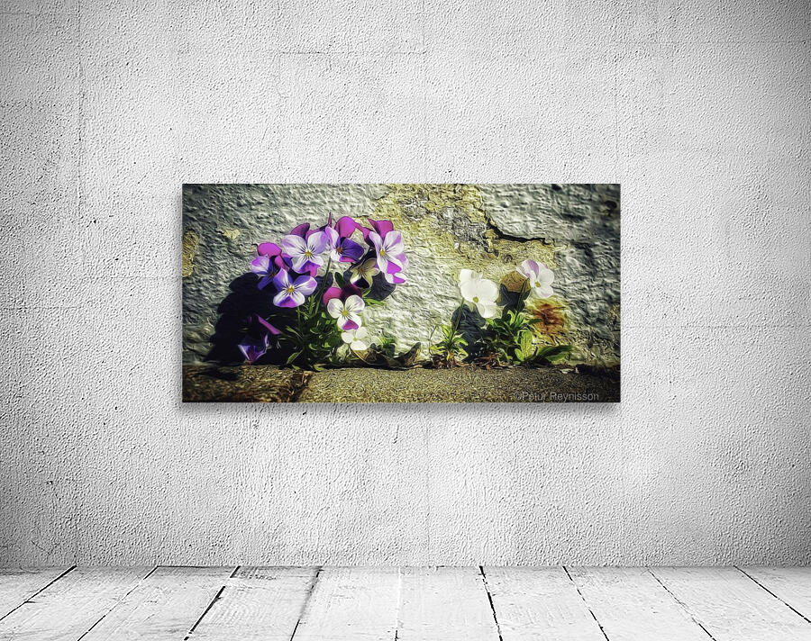 Viola Wall Preview