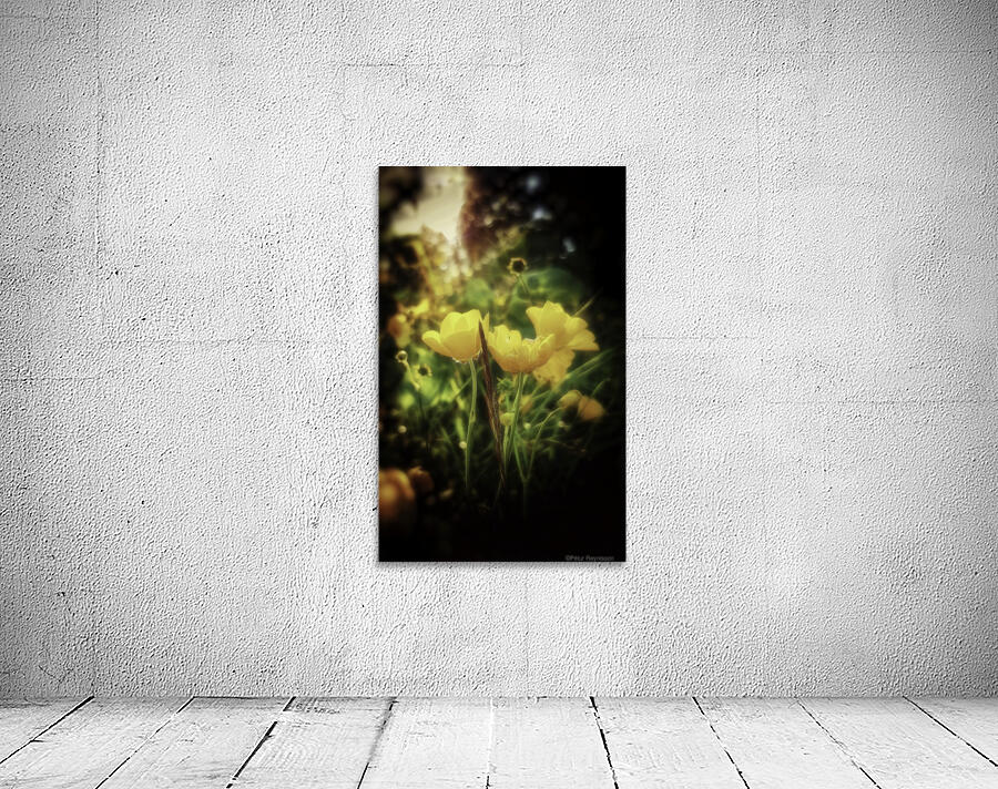 Ranunculus acris Wall Preview