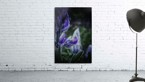 Lupinus nootkatensis Wall Preview