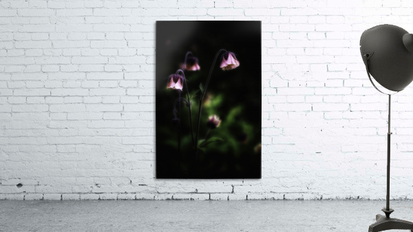 Geum rivale Wall Preview