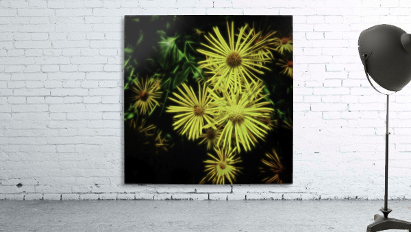 Doronicum orientale Wall Preview