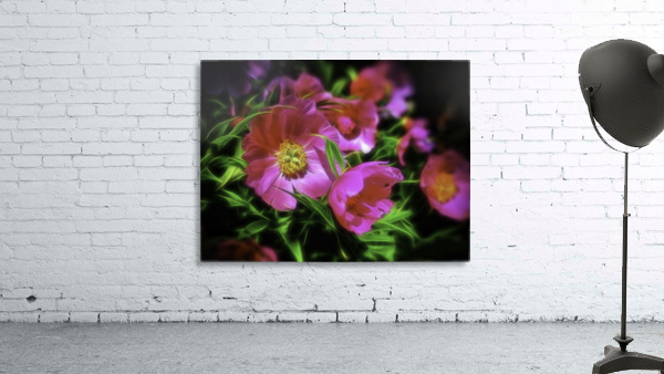 Paeonia Wall Preview