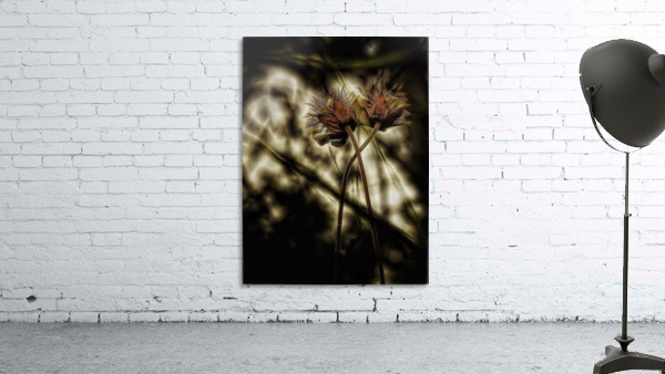 Geum rivale Wall Preview