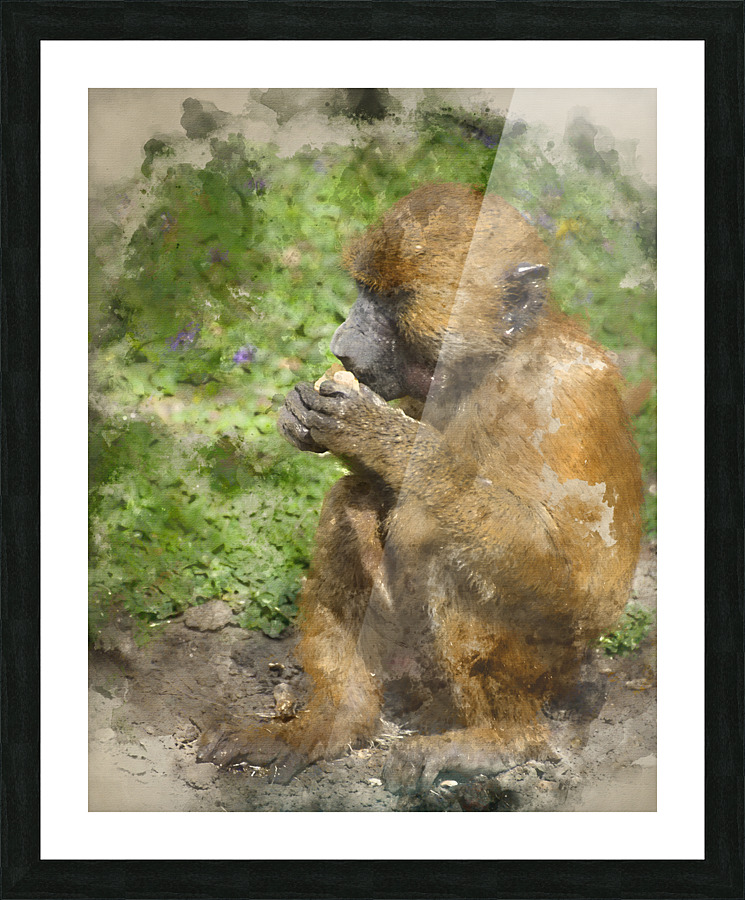 Baboon 2 Picture Frame print