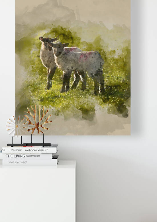 Watercolour painting of Beautiful landscape image of Spring lambs and sheep in fields during late evening light by Matthew Gibson