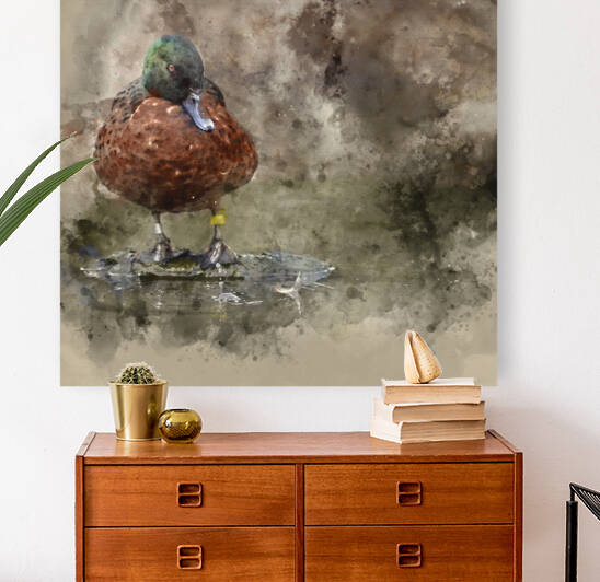 Watercolour painting of Portrait of Chestnut Teal Male Anas Cast by Matthew Gibson
