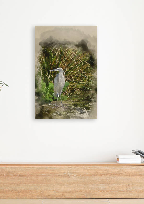 Watercolour painting of Lovely Little Egret bird gretta garzetta by Matthew Gibson