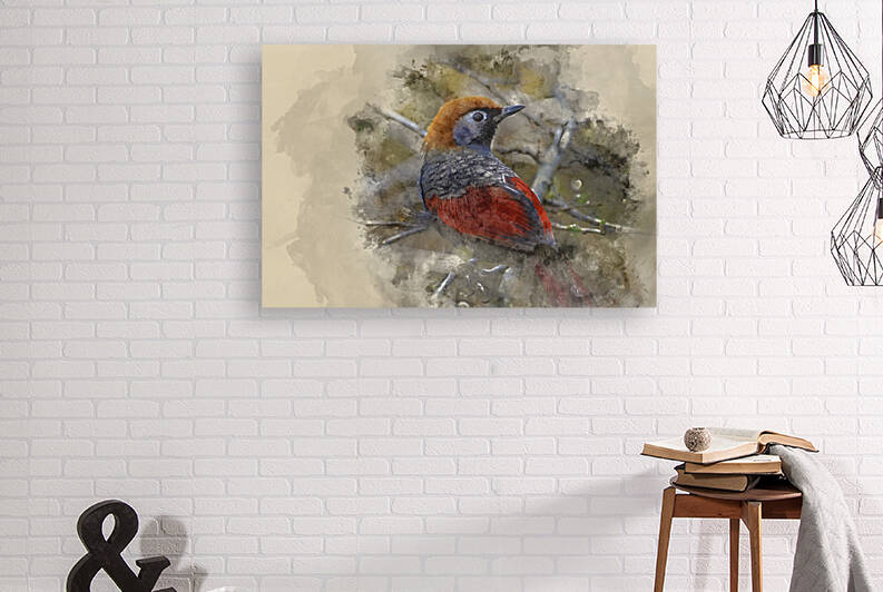 Watercolour painting of Beautiful Red Tailed Laughing Thrush bir by Matthew Gibson