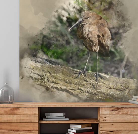 Watercolour painting of Hamerkop scopus umbretta bird in sunligh by Matthew Gibson
