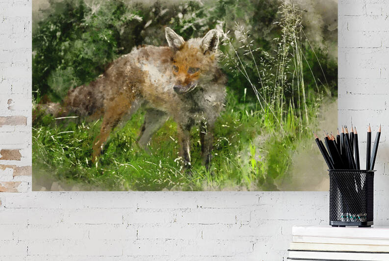 Watercolor painting of Stunning male fox in long lush green gras by Matthew Gibson