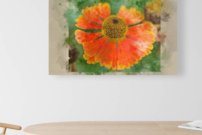 Watercolor painting of  Black Eyed Susan Summer flower Rudbeckia by Matthew Gibson