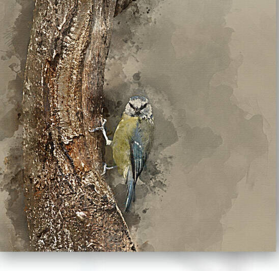 Watercolour painting of Beautiful Blue Tit Cyanistes Caeruleus o by Matthew Gibson
