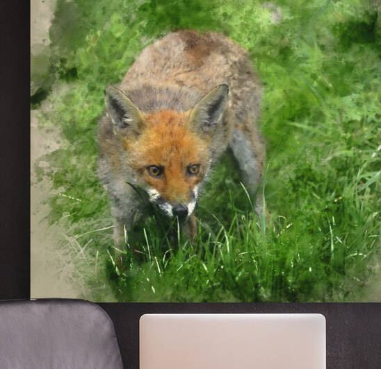 Digital watercolor painting of Stunning image of red fox vulpes  by Matthew Gibson