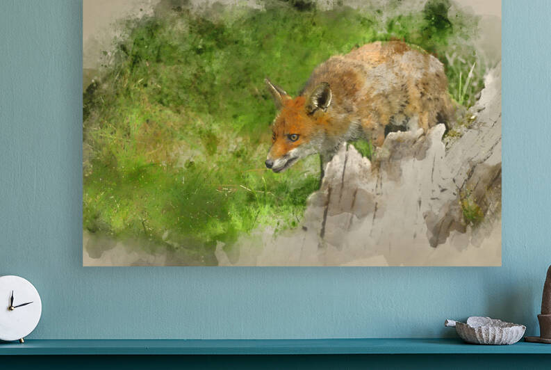 Digital watercolor painting of Stunning image of red fox vulpes  by Matthew Gibson