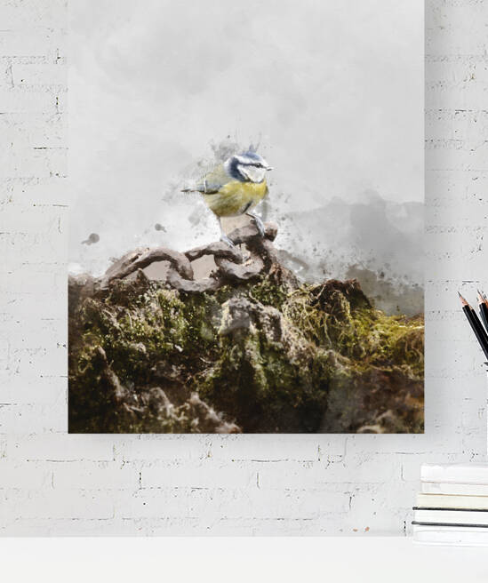 Image of Blue Tit bird Cyanistes Caeruleus on rusty chain in Spr by Matthew Gibson