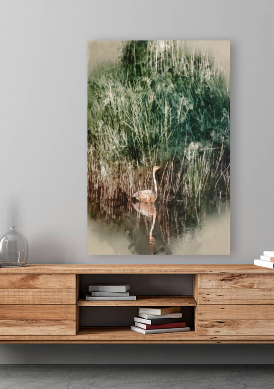 Digital watercolour image of Beautiful graceful Great White Egre by Matthew Gibson