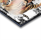 Tiger look Acrylic print