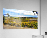 Vines Wide Acrylic Print