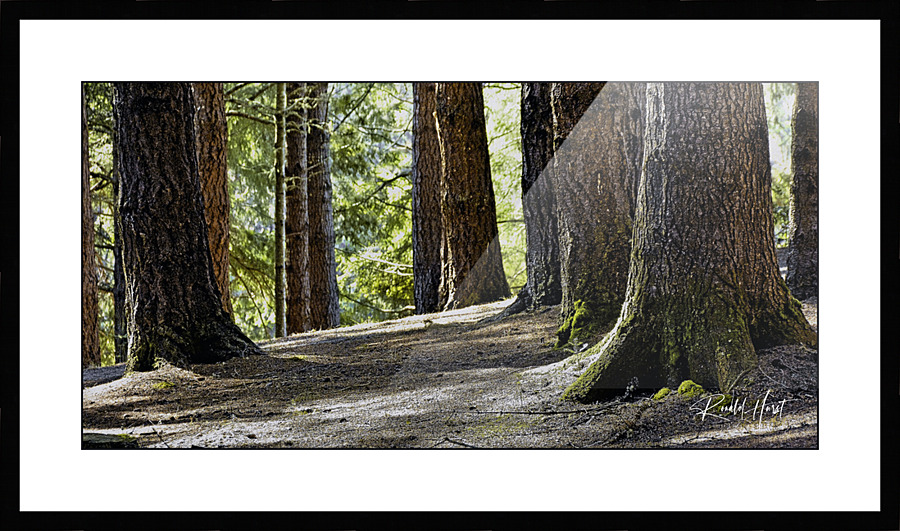 Coastal Forest Picture Frame print
