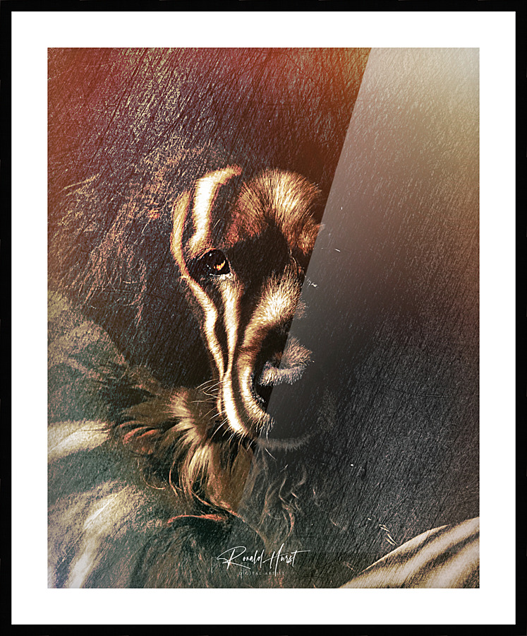 Golden Gaze Picture Frame print