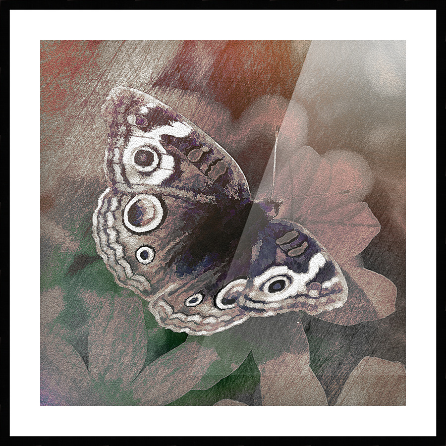Butterfly Picture Frame print