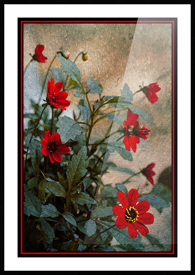 Dahlia Picture Frame print