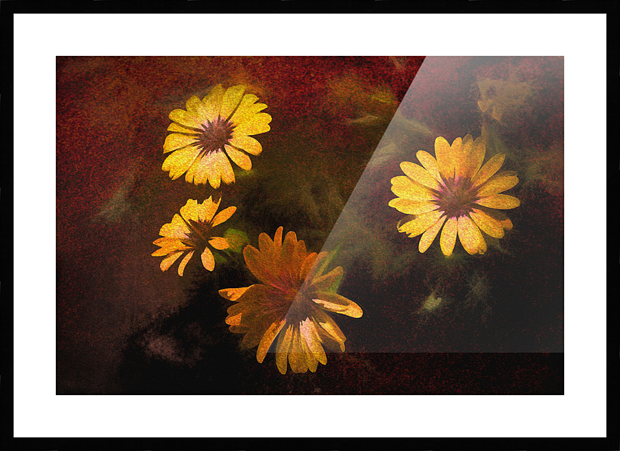 Crazy Daisies Picture Frame print