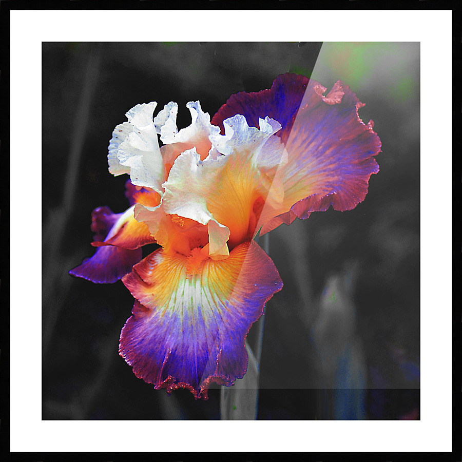 Iris Picture Frame print