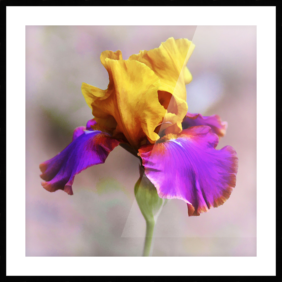 Last Bloom Picture Frame print