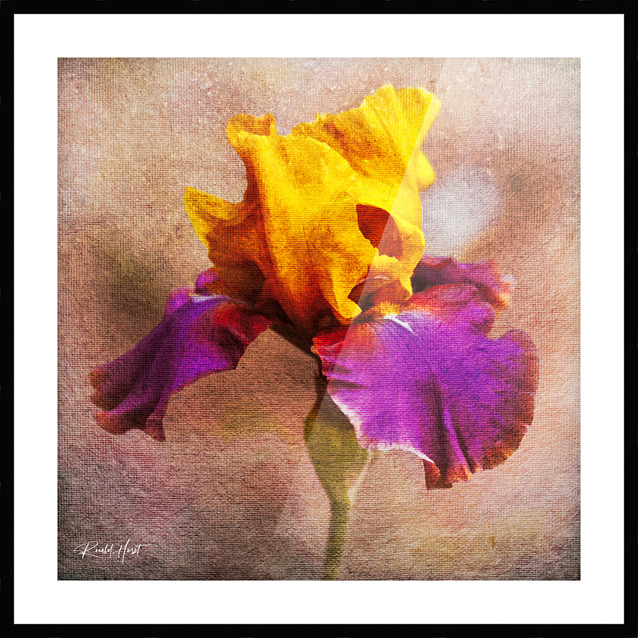 Last Bloom on Canvas Picture Frame print