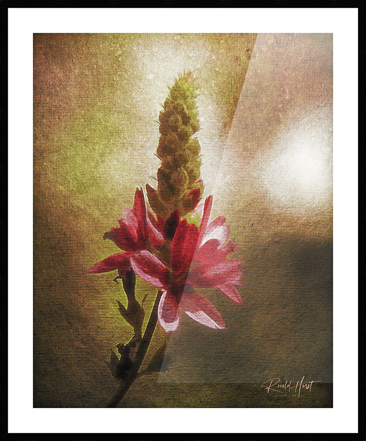 Wild Flower Picture Frame print