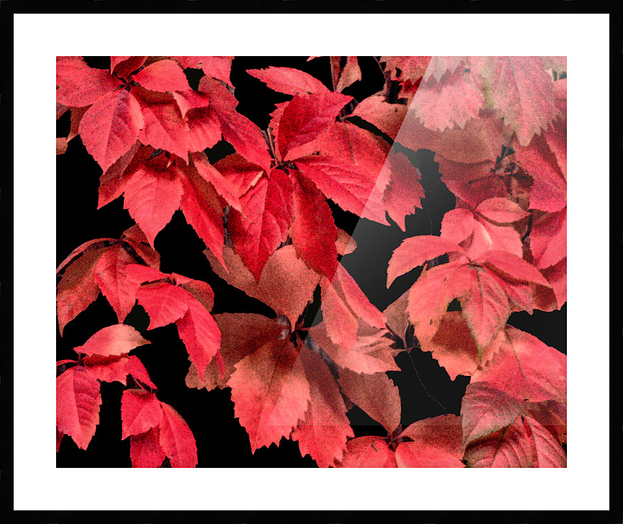 Coral Rose Picture Frame print