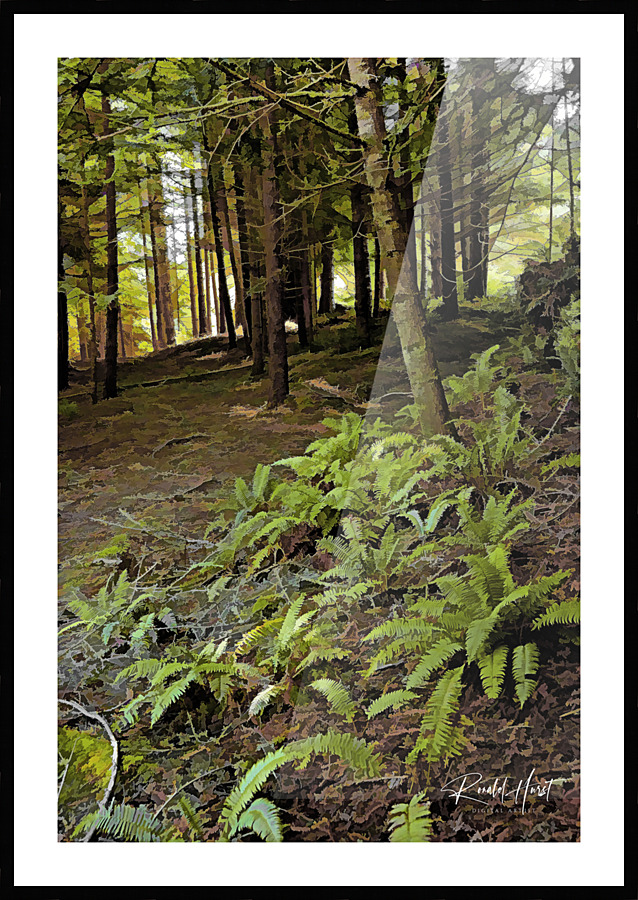 Ferns and Forest Picture Frame print