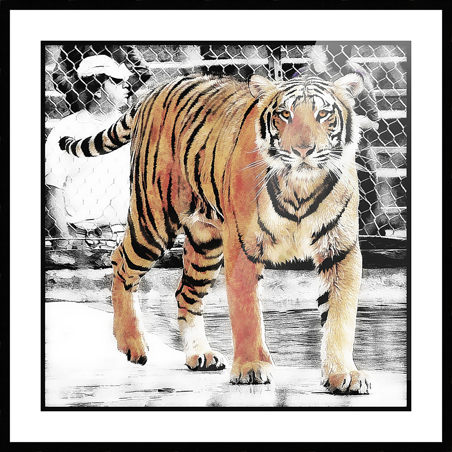 Tiger look Picture Frame print