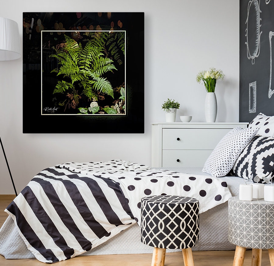 Wild Fern Reproduction
