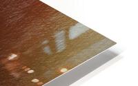 Golden Gaze HD Metal print