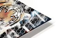 Tiger look HD Metal print