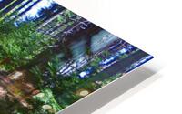 Cedar Trail wide HD Metal print
