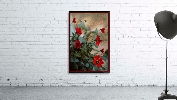Dahlia Wall Preview