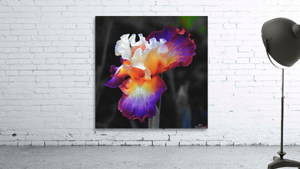 Iris Wall Preview