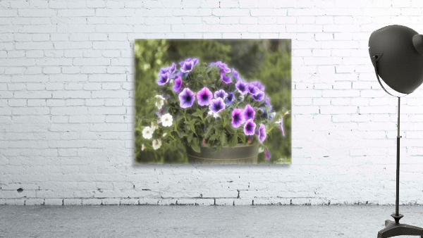 Purplish Wall Preview