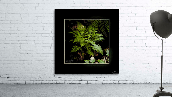 Wild Fern Wall Preview