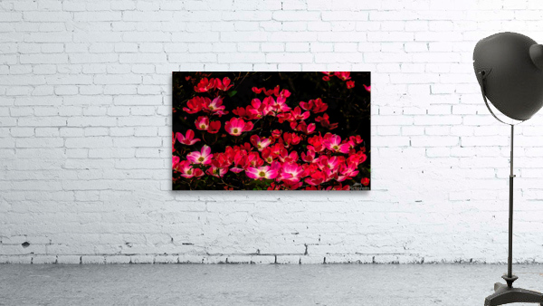 Blissful Wall Preview