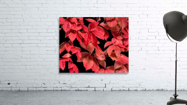 Coral Rose Wall Preview