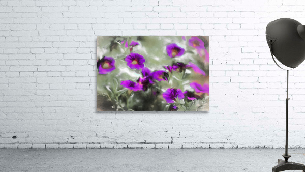 Purple Haze Wall Preview